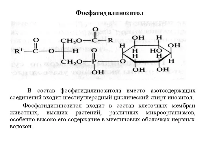 Фосфатидилинозитол В состав фосфатидилинозитола вместо азотсодержащих соединений входит шестиуглеродный циклический спирт