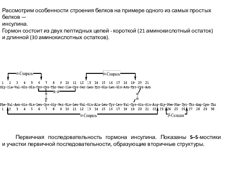 Рассмотрим особенности строения белков на примере одного из самых простых белков