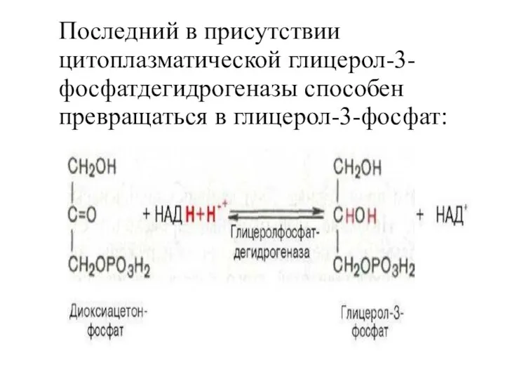 Последний в присутствии цитоплазматической глицерол-3-фосфатдегидрогеназы способен превращаться в глицерол-3-фосфат: