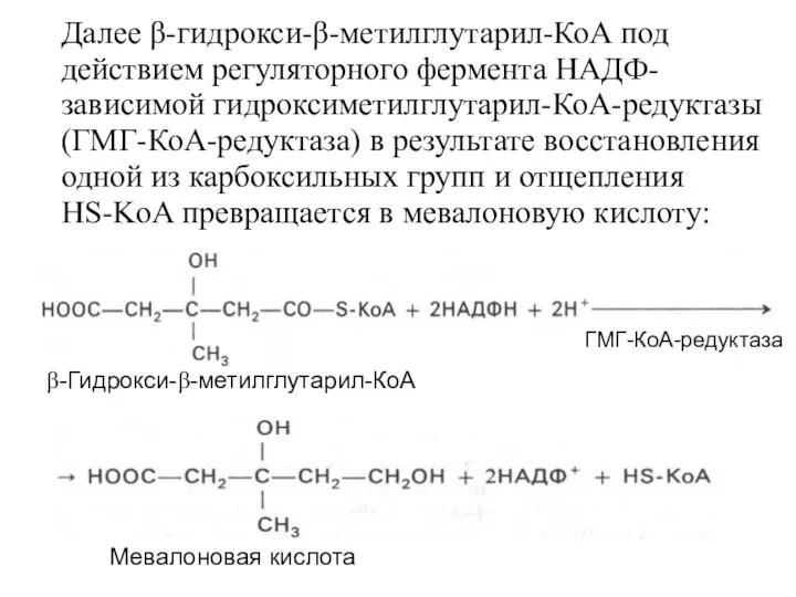 Далее β-гидрокси-β-метилглутарил-КоА под действием регуляторного фермента НАДФ-зависимой гидроксиметилглутарил-КоА-редуктазы (ГМГ-КоА-редуктаза) в результате