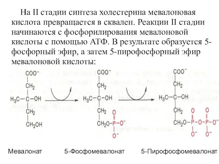 На II стадии синтеза холестерина мевалоновая кислота превращается в сквален. Реакции