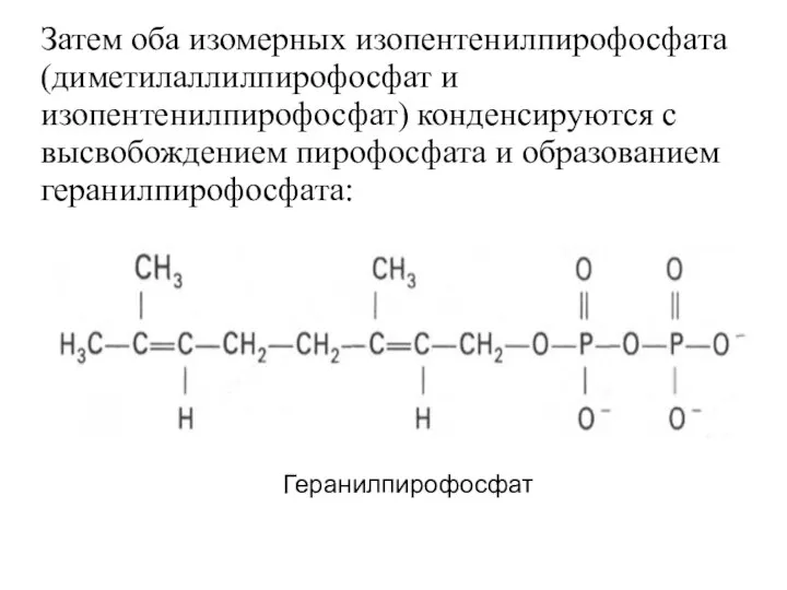 Затем оба изомерных изопентенилпирофосфата (диметилаллилпирофосфат и изопентенилпирофосфат) конденсируются с высвобождением пирофосфата и образованием геранилпирофосфата: Геранилпирофосфат