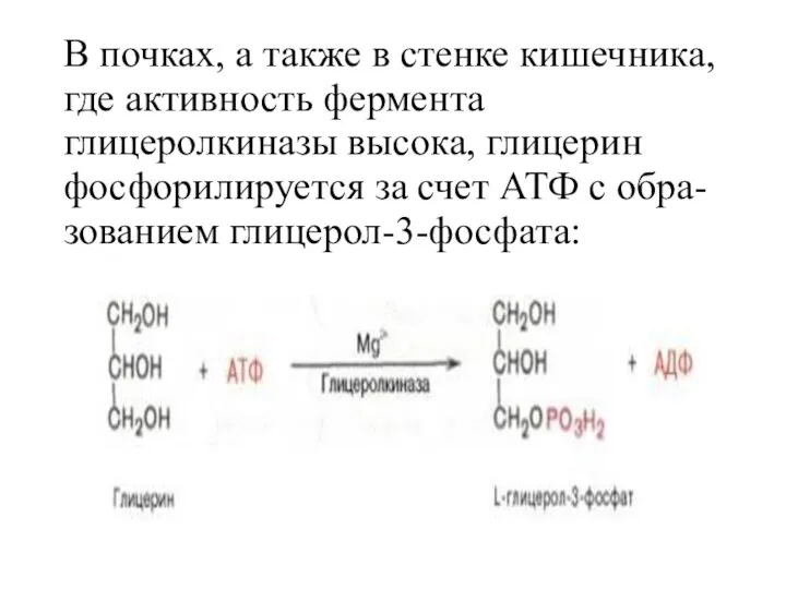 В почках, а также в стенке кишечника, где активность фермента глицеролкиназы