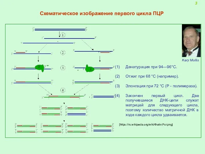 Схематическое изображение первого цикла ПЦР 3