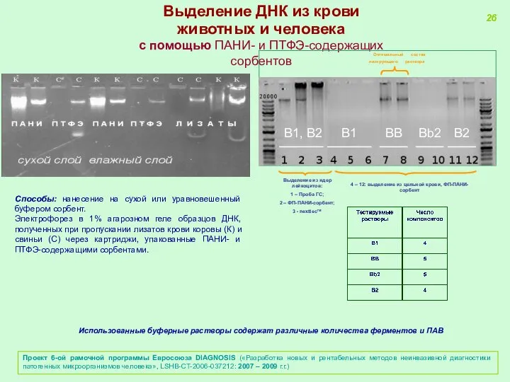 Выделение ДНК из крови животных и человека с помощью ПАНИ- и