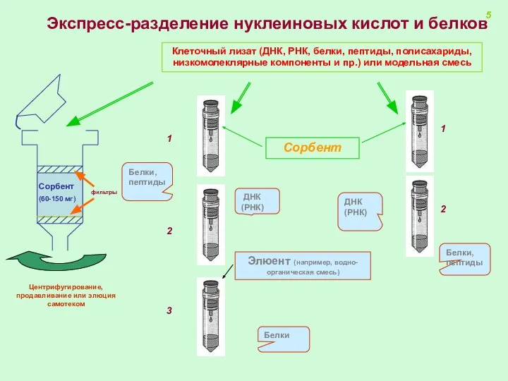 Экспресс-разделение нуклеиновых кислот и белков Белки, пептиды 2 3 ДНК (РНК)