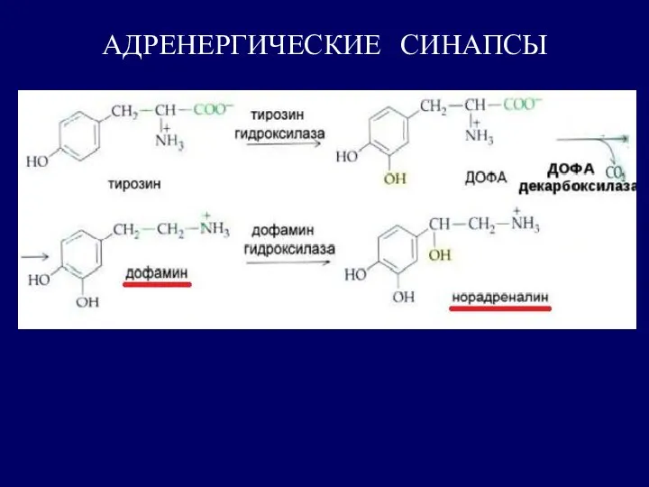 АДРЕНЕРГИЧЕСКИЕ СИНАПСЫ