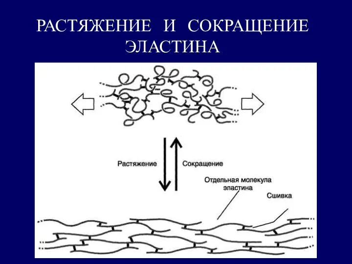 РАСТЯЖЕНИЕ И СОКРАЩЕНИЕ ЭЛАСТИНА