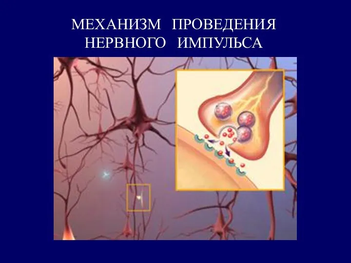 МЕХАНИЗМ ПРОВЕДЕНИЯ НЕРВНОГО ИМПУЛЬСА