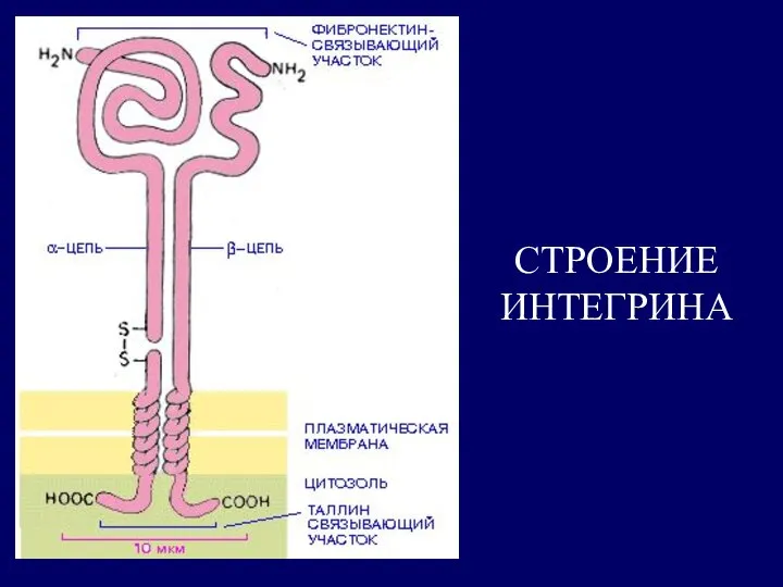 СТРОЕНИЕ ИНТЕГРИНА