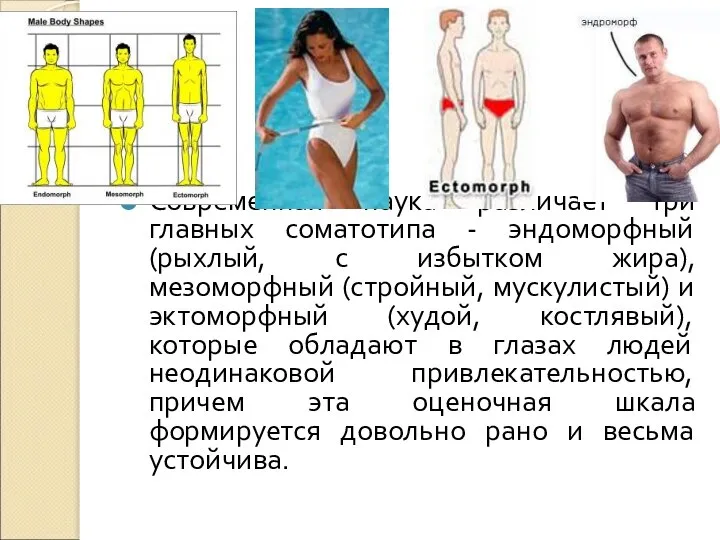 Современная наука различает три главных соматотипа - эндоморфный (рыхлый, с избытком