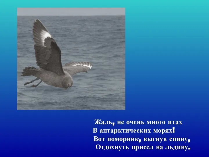 Жаль, не очень много птах В антарктических морях! Вот поморник, выгнув спину, Отдохнуть присел на льдину.