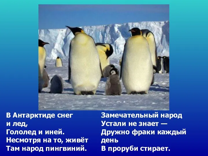 В Антарктиде снег и лед, Гололед и иней. Несмотря на то,