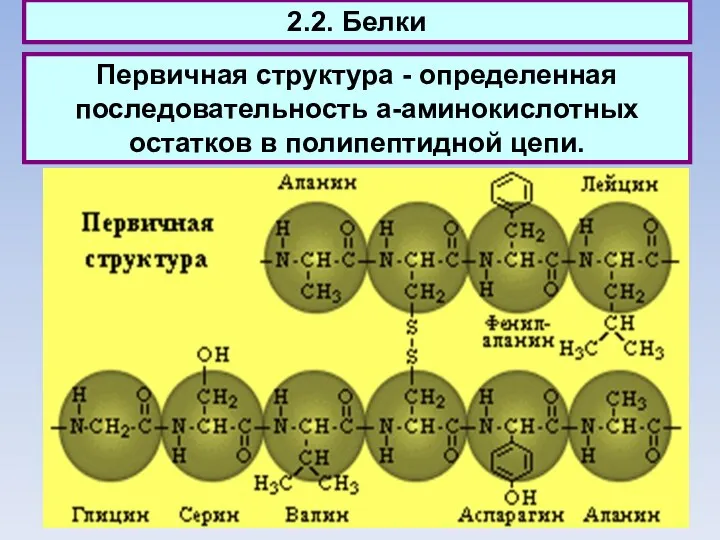 2.2. Белки Первичная структура - определенная последовательность a-аминокислотных остатков в полипептидной цепи.