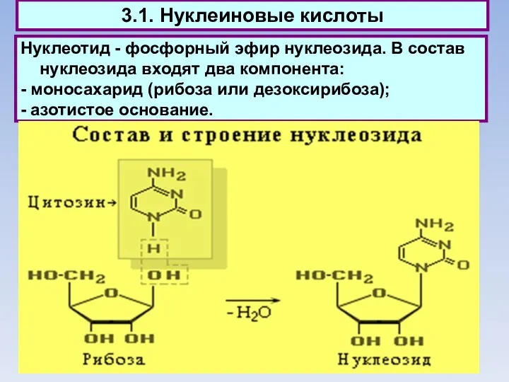 3.1. Нуклеиновые кислоты Нуклеотид - фосфорный эфир нуклеозида. В состав нуклеозида