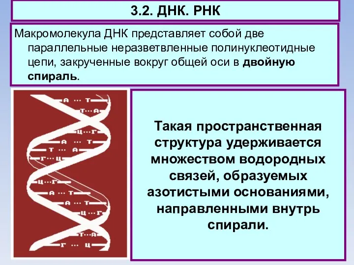 3.2. ДНК. РНК Макромолекула ДНК представляет собой две параллельные неразветвленные полинуклеотидные