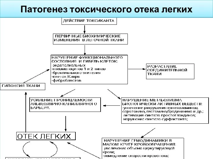 Патогенез токсического отека легких