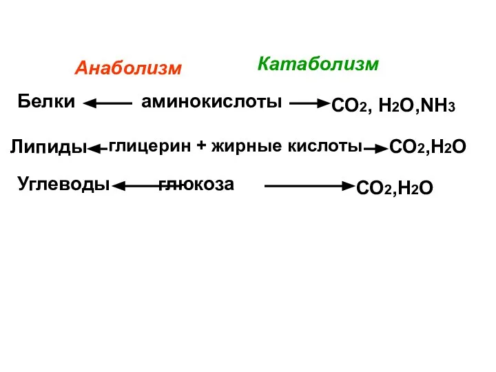 аминокислоты глицерин + жирные кислоты глюкоза Белки Липиды Углеводы СО2, Н2О,NH3 СО2,Н2О СО2,Н2О Анаболизм Катаболизм