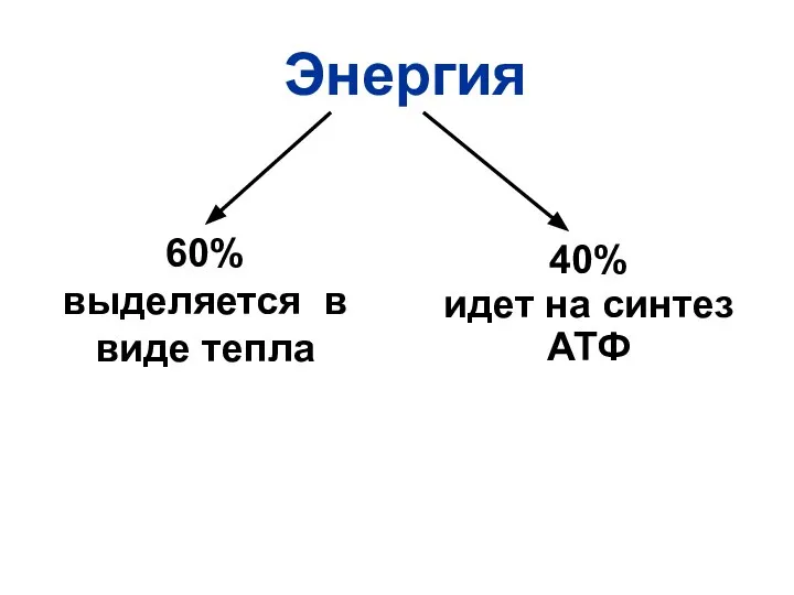 Энергия 60% выделяется в виде тепла 40% идет на синтез АТФ