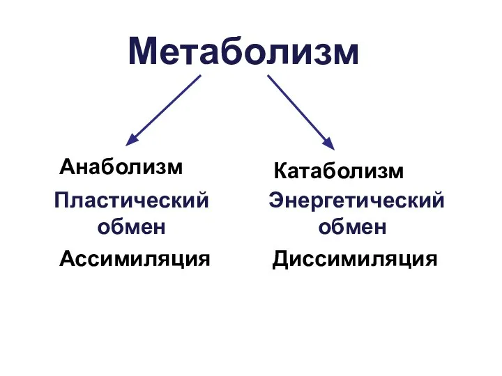 Метаболизм Пластический обмен Ассимиляция Анаболизм Энергетический обмен Диссимиляция Катаболизм