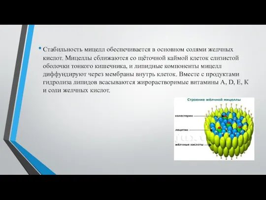 Стабильность мицелл обеспечивается в основном солями желчных кислот. Мицеллы сближаются со