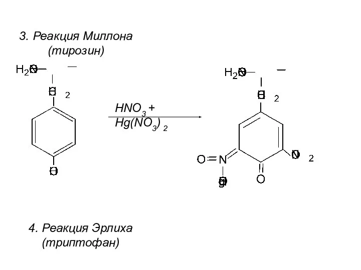 HNO3 + Hg(NO3) 2 3. Реакция Миллона (тирозин) 4. Реакция Эрлиха (триптофан)