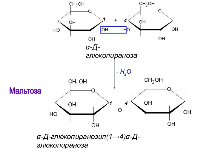 Мальтоза α-Д-глюкопиранозил(1→4)α-Д-глюкопираноза 1 1 4 4 α-Д-глюкопираноза - H2O