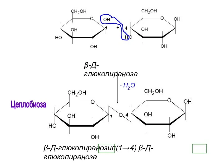 Целлобиоза β-Д-глюкопираноза - H2O β-Д-глюкопиранозил(1→4) β-Д-глюкопираноза 1 1 4 4