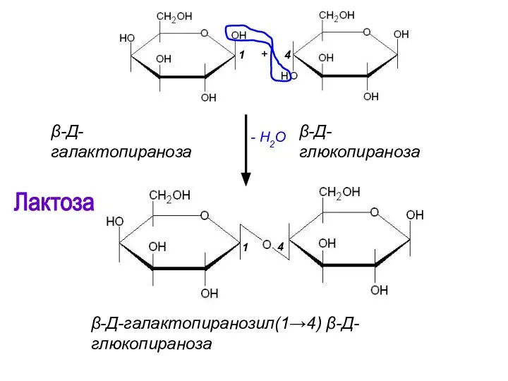 Лактоза - H2O β-Д-глюкопираноза β-Д-галактопираноза β-Д-галактопиранозил(1→4) β-Д-глюкопираноза 1 4 1 4