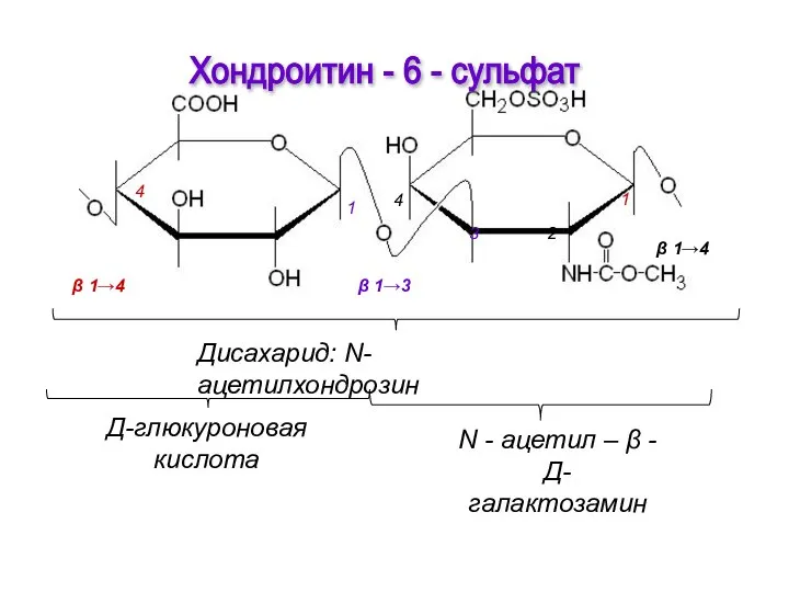 Хондроитин - 6 - сульфат Д-глюкуроновая кислота N - ацетил –