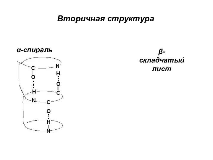 Вторичная структура α-спираль β-складчатый лист