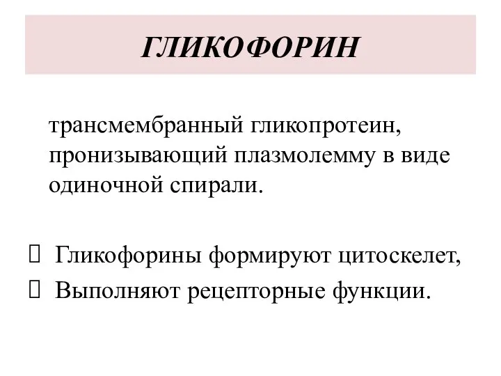 ГЛИКОФОРИН трансмембранный гликопротеин, пронизывающий плазмолемму в виде одиночной спирали. Гликофорины формируют цитоскелет, Выполняют рецепторные функции.