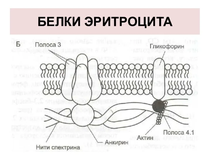 БЕЛКИ ЭРИТРОЦИТА