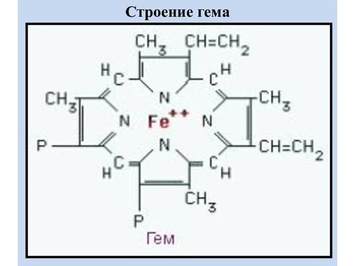 Строение гема