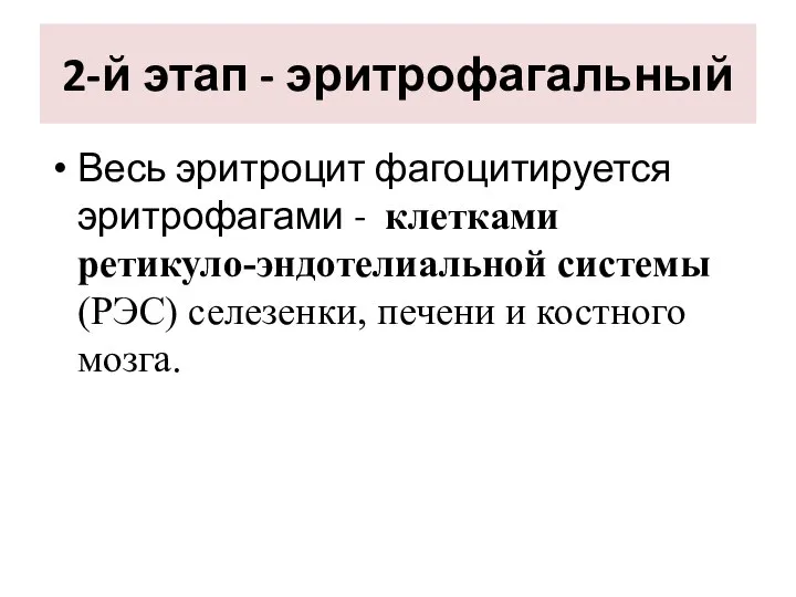 2-й этап - эритрофагальный Весь эритроцит фагоцитируется эритрофагами - клетками ретикуло-эндотелиальной