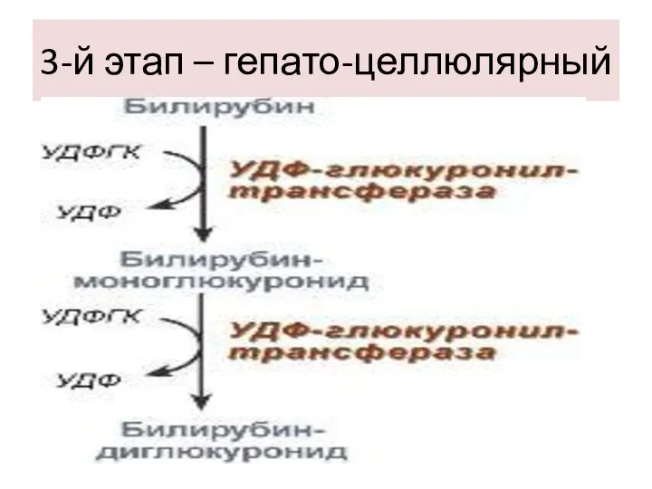 3-й этап – гепато-целлюлярный