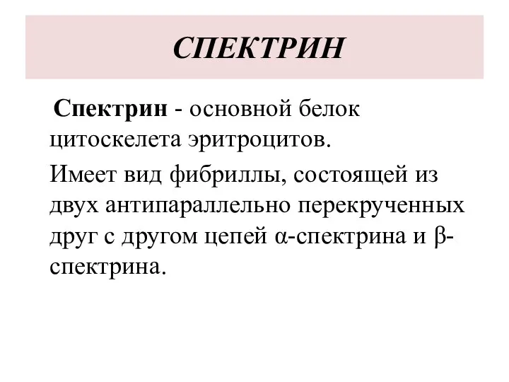 СПЕКТРИН Спектрин - основной белок цитоскелета эритроцитов. Имеет вид фибриллы, состоящей