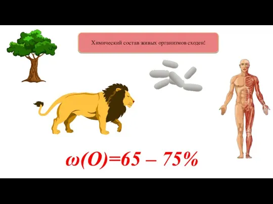 ω(О)=65 – 75% Химический состав живых организмов сходен!