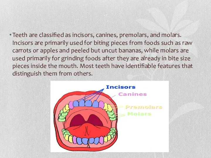 Teeth are classified as incisors, canines, premolars, and molars. Incisors are