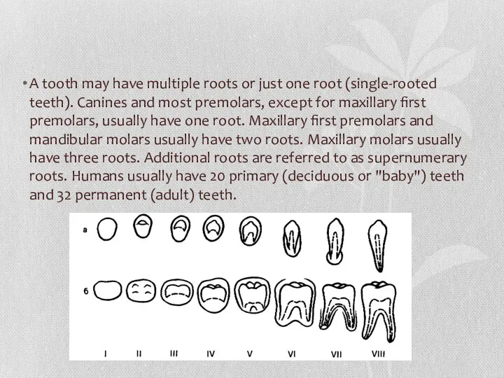 A tooth may have multiple roots or just one root (single-rooted