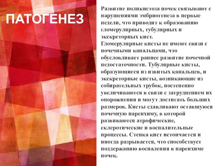 ПАТОГЕНЕЗ Развитие поликистоза почек связывают с нарушениями эмбриогенеза в первые недели,