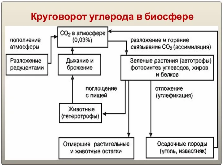 Круговорот углерода в биосфере