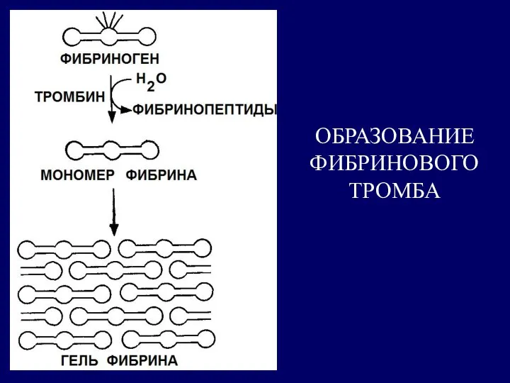 ОБРАЗОВАНИЕ ФИБРИНОВОГО ТРОМБА