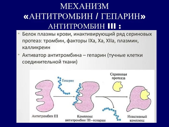 МЕХАНИЗМ «АНТИТРОМБИН / ГЕПАРИН» АНТИТРОМБИН III :