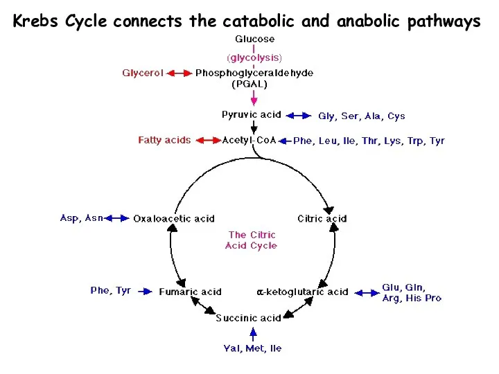 Krebs Cycle connects the catabolic and anabolic pathways