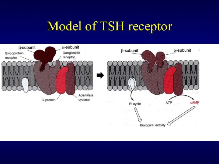 Model of TSH receptor