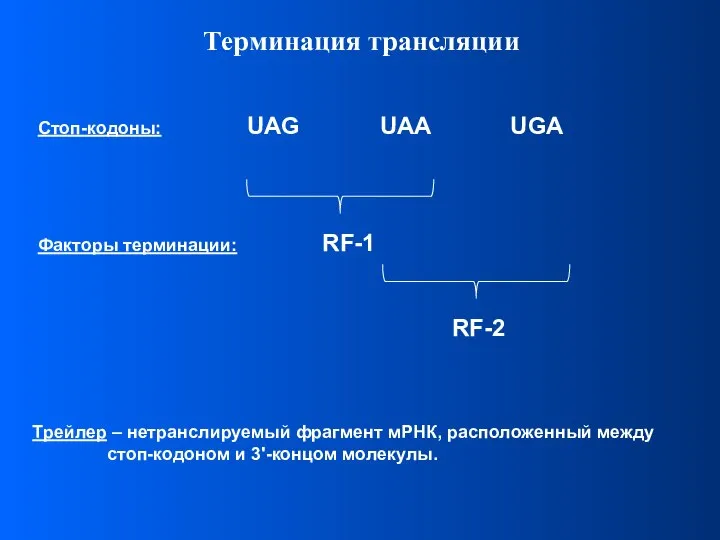 Трейлер – нетранслируемый фрагмент мРНК, расположенный между стоп-кодоном и 3'-концом молекулы.