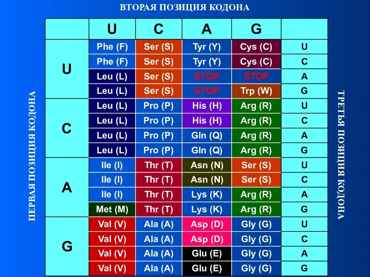 ВТОРАЯ ПОЗИЦИЯ КОДОНА ПЕРВАЯ ПОЗИЦИЯ КОДОНА ТРЕТЬЯ ПОЗИЦИЯ КОДОНА