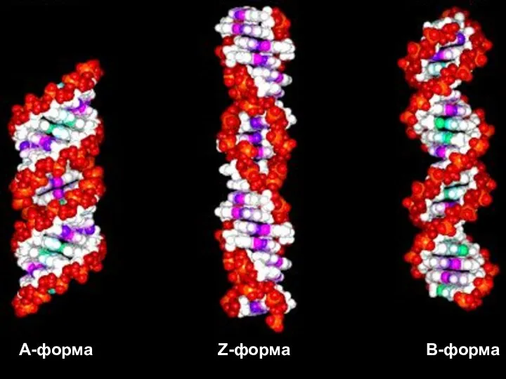 A-форма Z-форма B-форма