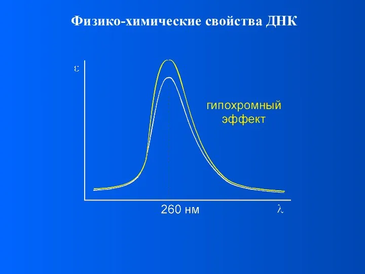 Физико-химические свойства ДНК